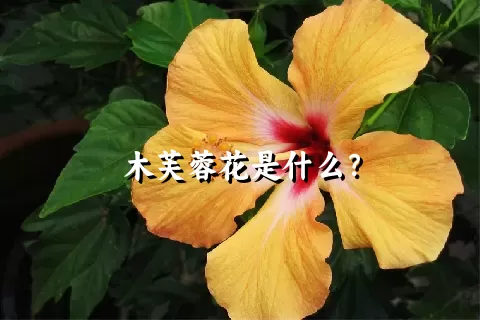 木芙蓉花是什么？