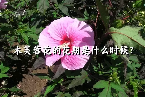 木芙蓉花的花期是什么时候？