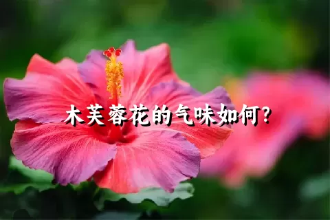 木芙蓉花的气味如何？