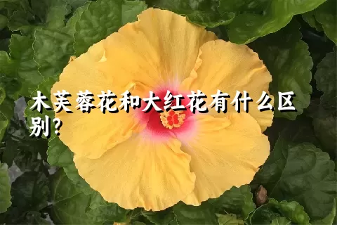 木芙蓉花和大红花有什么区别？