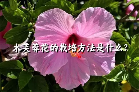 木芙蓉花的栽培方法是什么？