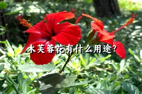 木芙蓉花有什么用途？