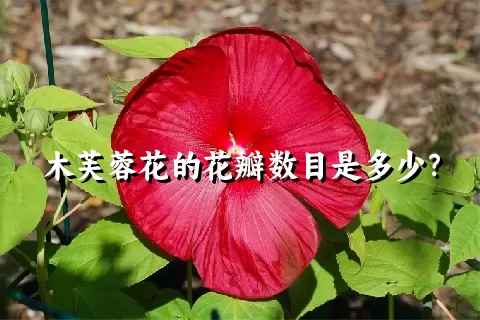 木芙蓉花的花瓣数目是多少？