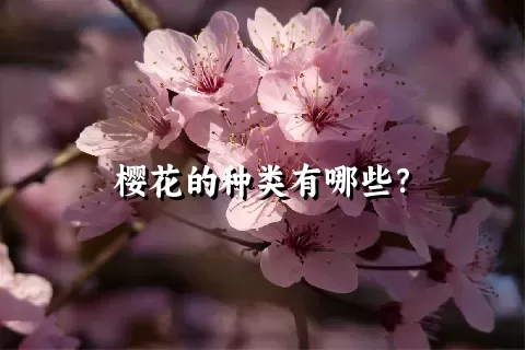 樱花的种类有哪些？