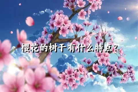 樱花的树干有什么特点？