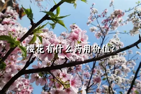 樱花有什么药用价值？