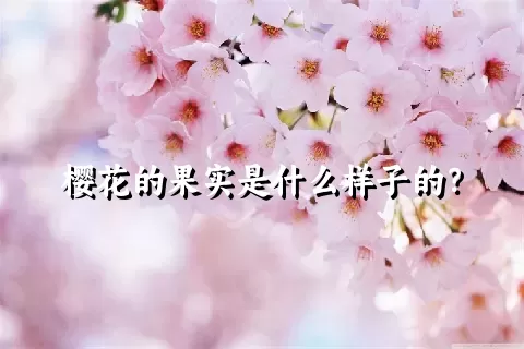 樱花的果实是什么样子的？