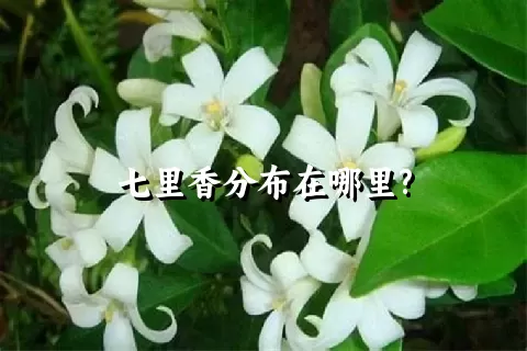 七里香分布在哪里?