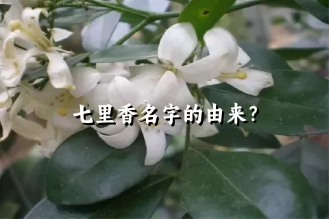 七里香名字的由来？