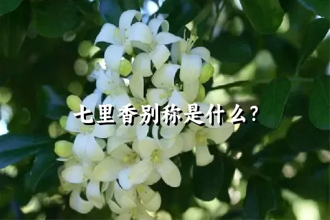 七里香别称是什么？