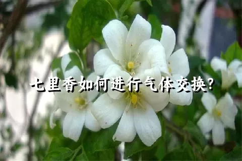 七里香如何进行气体交换？