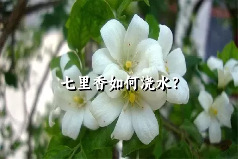 七里香如何浇水？