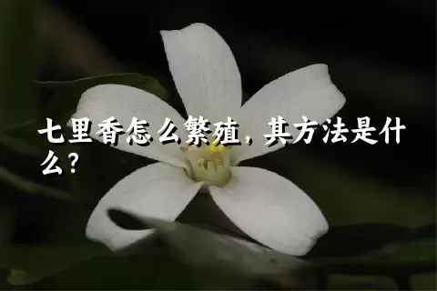 七里香怎么繁殖，其方法是什么？