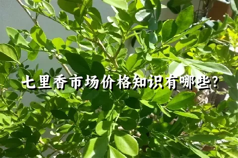 七里香市场价格知识有哪些？