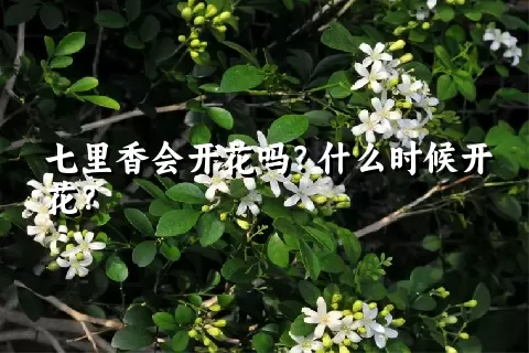 七里香会开花吗？什么时候开花？