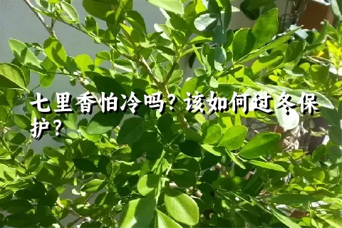 七里香怕冷吗？该如何过冬保护？