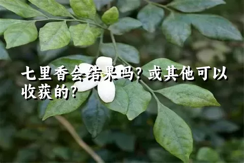 七里香会结果吗？或其他可以收获的？