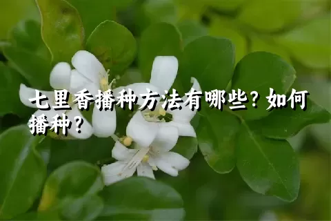 七里香播种方法有哪些？如何播种？