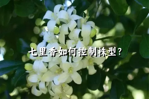 七里香如何控制株型？