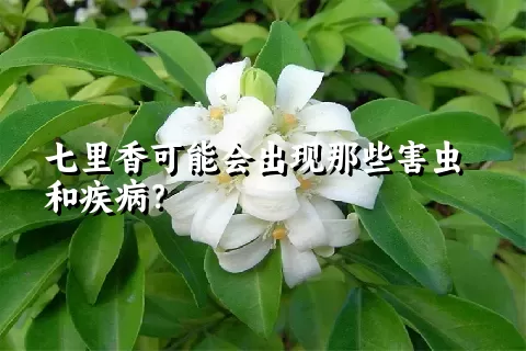 七里香可能会出现那些害虫和疾病？