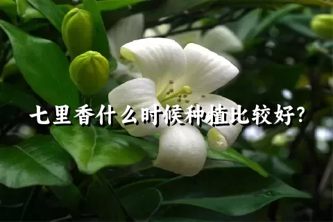 七里香什么时候种植比较好？