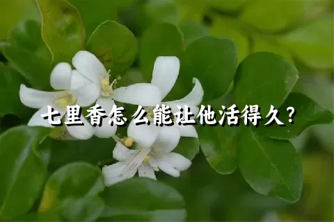 七里香怎么能让他活得久？