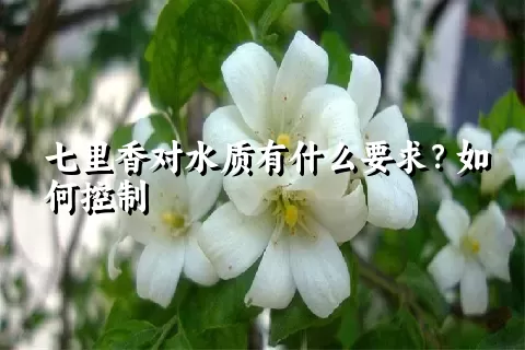 七里香对水质有什么要求？如何控制