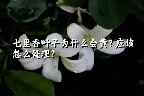 七里香叶子为什么会黄？应该怎么处理？