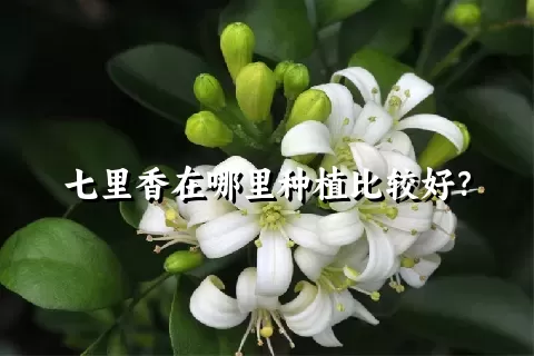 七里香在哪里种植比较好？