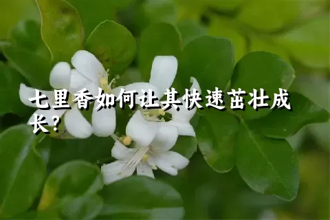 七里香如何让其快速茁壮成长？