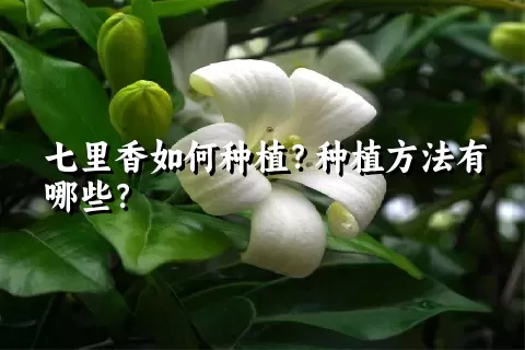 七里香如何种植？种植方法有哪些？