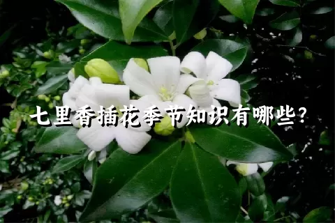 七里香插花季节知识有哪些？