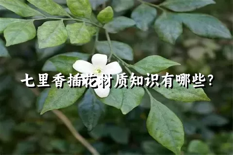 七里香插花材质知识有哪些？