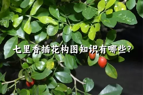 七里香插花构图知识有哪些？