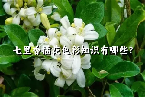 七里香插花色彩知识有哪些？