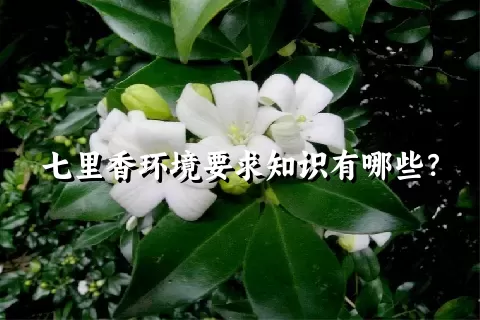 七里香环境要求知识有哪些？