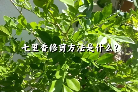 七里香修剪方法是什么？