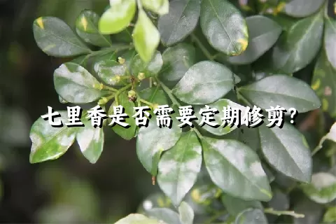 七里香是否需要定期修剪？