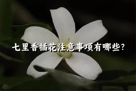 七里香插花注意事项有哪些？