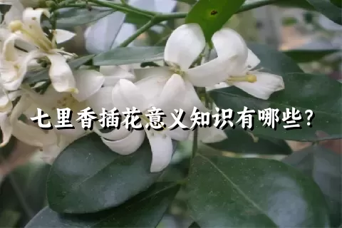 七里香插花意义知识有哪些？