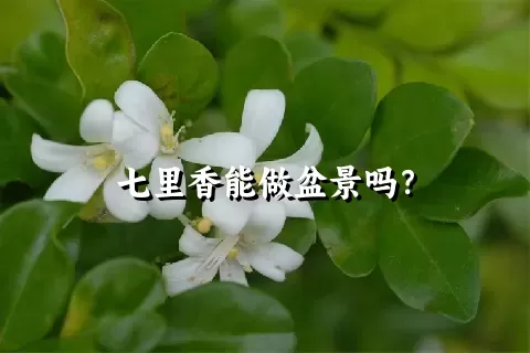 七里香能做盆景吗？