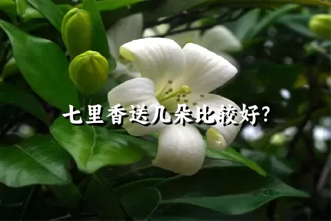 七里香送几朵比较好？