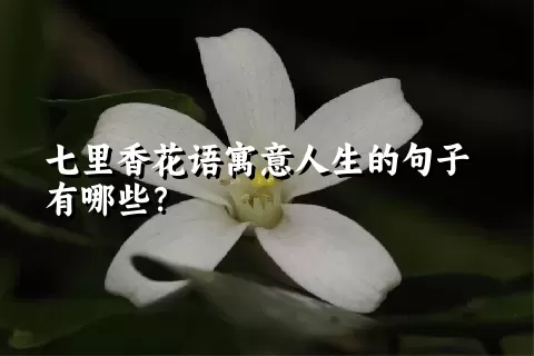 七里香花语寓意人生的句子有哪些？