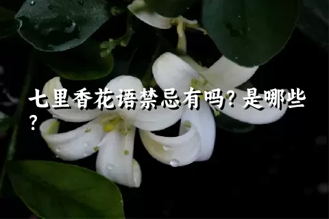 七里香花语禁忌有吗？是哪些？