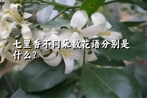 七里香不同朵数花语分别是什么？