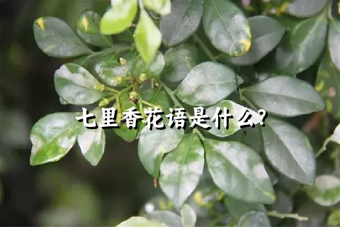 七里香花语是什么？