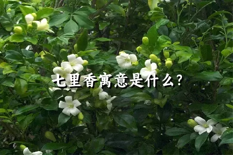 七里香寓意是什么？