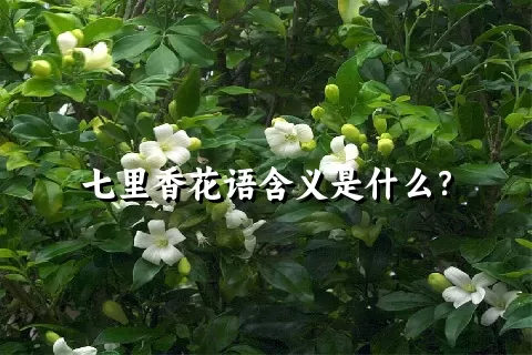 七里香花语含义是什么？