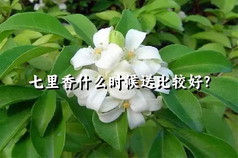 七里香什么时候送比较好？