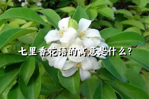 七里香花语的寓意是什么？